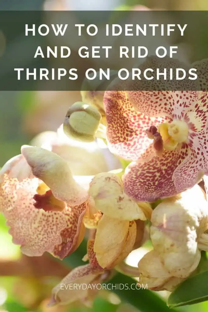 Cómo deshacerse de los trips en su orquídea