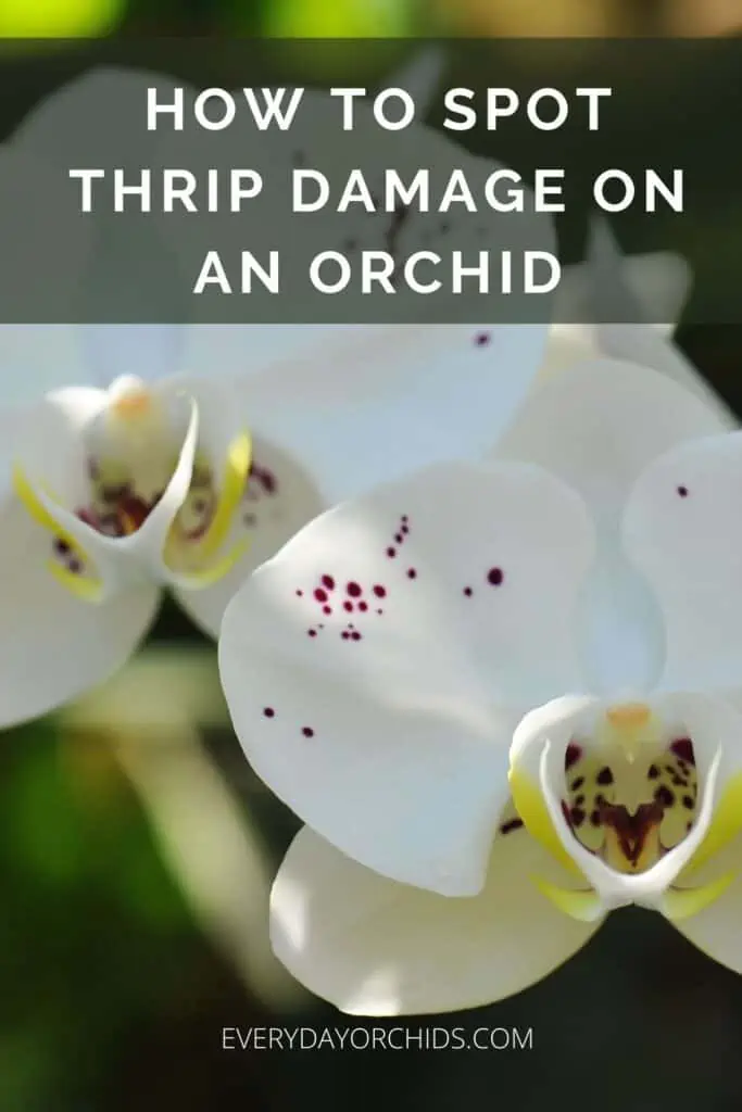 ¿Cómo dañan los trips a las orquídeas?