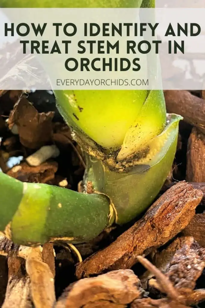 Cómo identificar y tratar la pudrición del tallo en las orquídeas