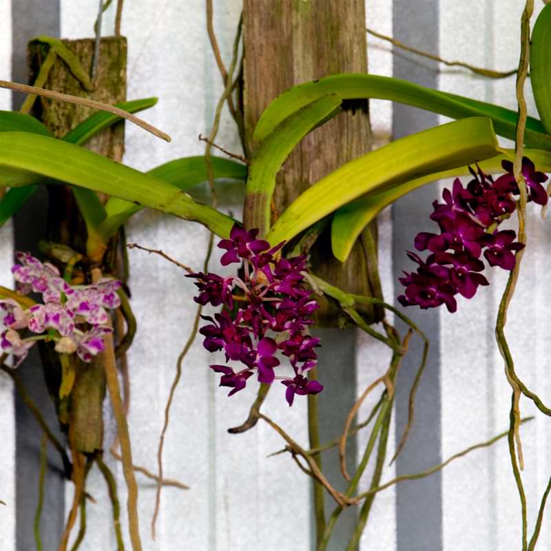 9 orquídeas colgantes | Guía de cuidado e ideas para colgar