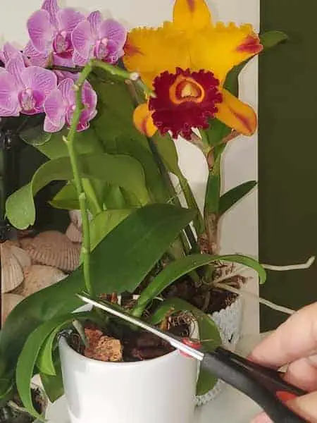 ¿Pueden las orquídeas crecer a partir de esquejes? 4 métodos que funcionan