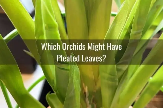 ¿Por qué mis hojas de orquídea están plisadas?