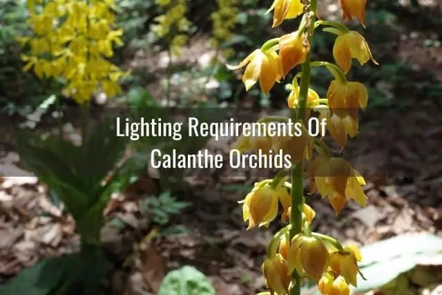 Cuidado de la orquídea Calanthe: todo lo que necesita saber