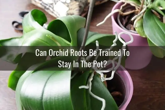 ¿Puedes entrenar las raíces de las orquídeas para que permanezcan en la maceta?