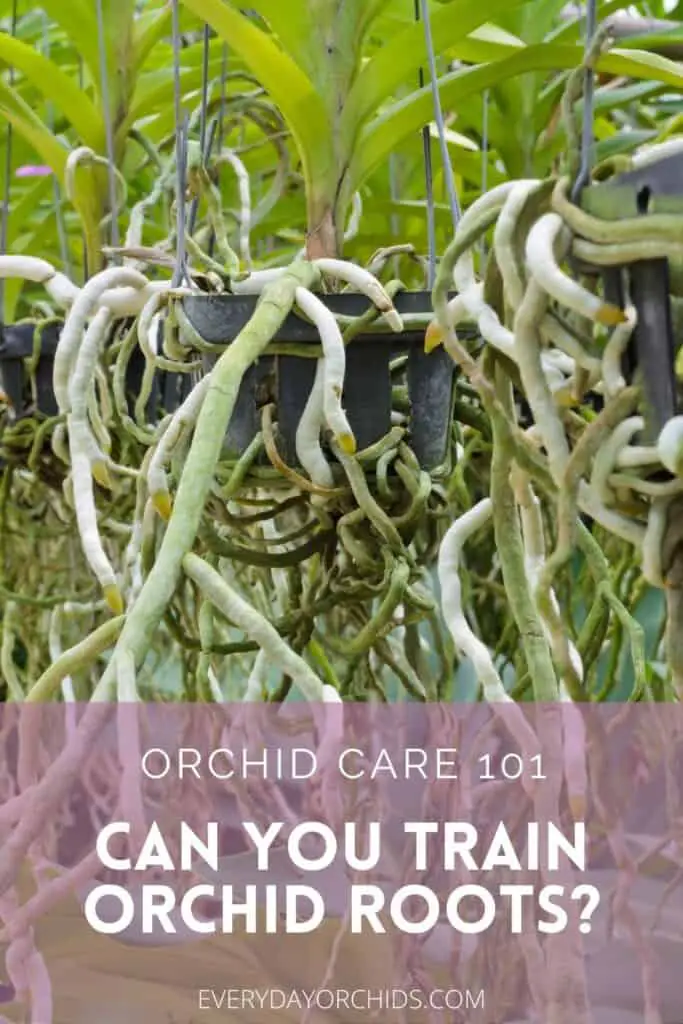 ¿Puedes entrenar las raíces de las orquídeas para que permanezcan en la maceta?