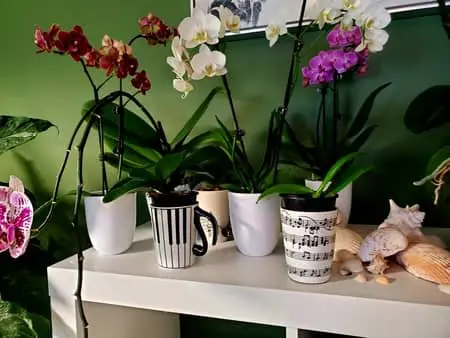 ¿Volverá a florecer la orquídea de tu tienda de comestibles?