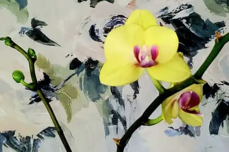Pros y contras de las perlas de hidrogel como medio para macetas de orquídeas