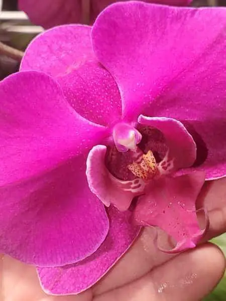 ¿Volverá a florecer la orquídea de tu tienda de comestibles?