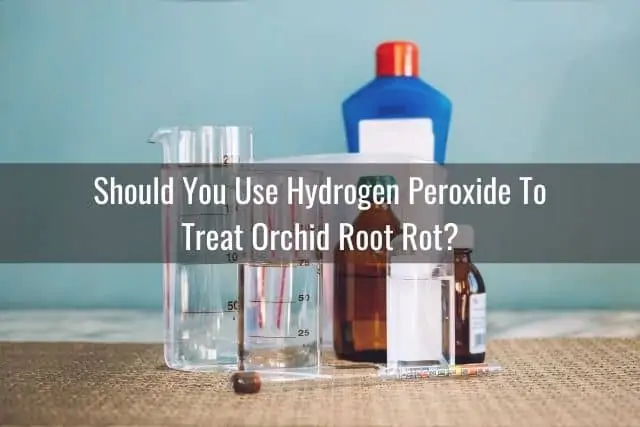 ¿Cuándo debe usar peróxido de hidrógeno en su orquídea?