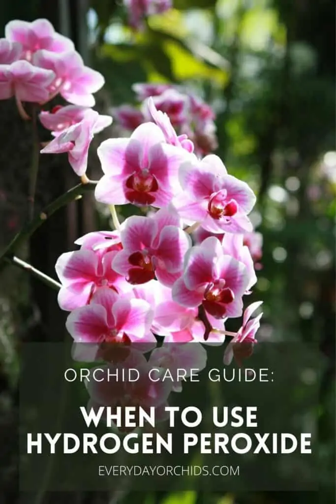 ¿Cuándo debe usar peróxido de hidrógeno en su orquídea?