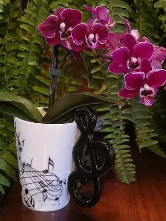5 razones para quitar el plástico de tu orquídea