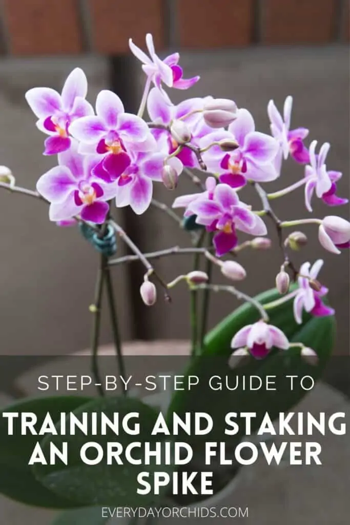 Cómo entrenar y replantear la espiga de flores de tu orquídea
