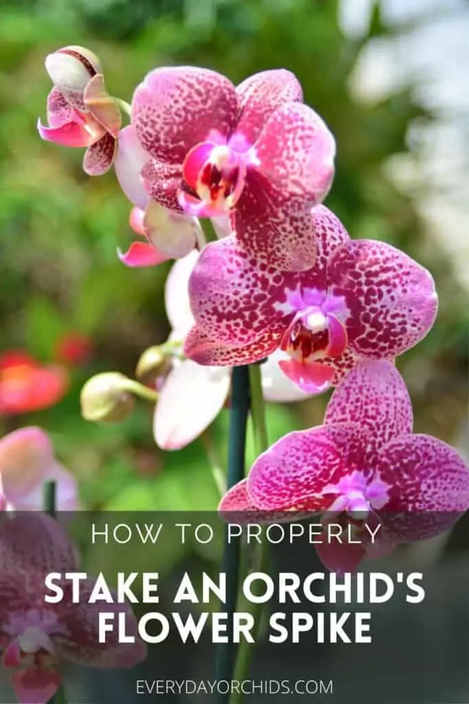 Cómo entrenar y replantear la espiga de flores de tu orquídea