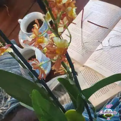 7 razones por las que la piedra pómez es un medio excelente para macetas de orquídeas