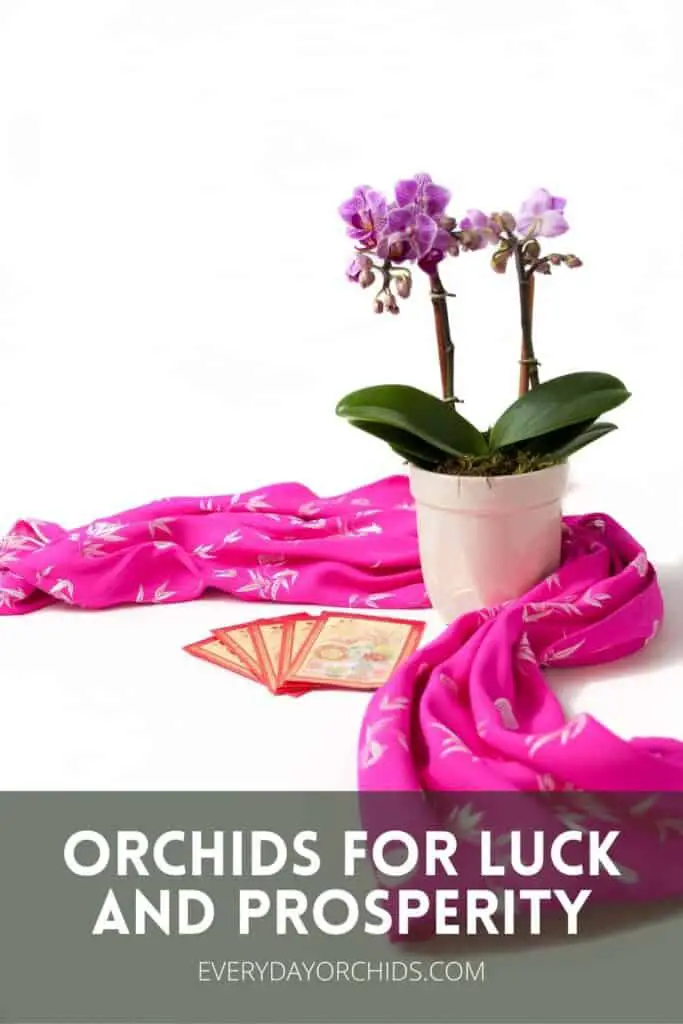 orquídeas para el año nuevo lunar