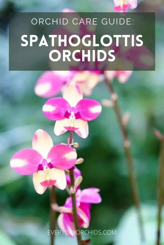 Cómo cuidar las orquídeas Spathoglottis