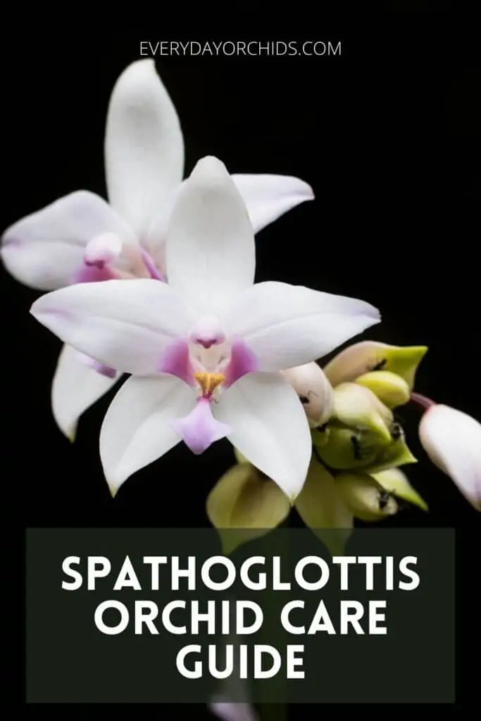 Cómo cuidar las orquídeas Spathoglottis