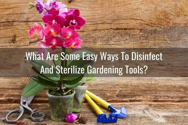 Maneras fáciles de desinfectar y esterilizar sus herramientas de jardinería