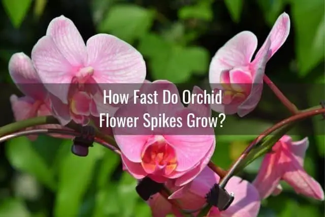 ¿Qué tan rápido crecen las orquídeas? Crecimiento de orquídeas: temporada por temporada