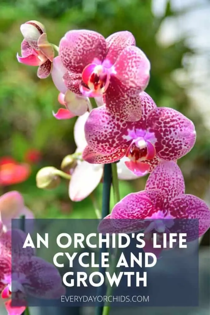 ¿Qué tan rápido crecen las orquídeas? Crecimiento de orquídeas: temporada por temporada