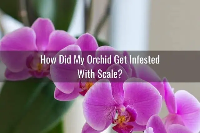Cómo deshacerse de la escala de su orquídea