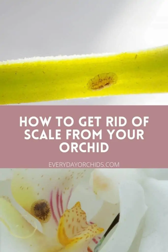 Cómo deshacerse de la escala de su orquídea
