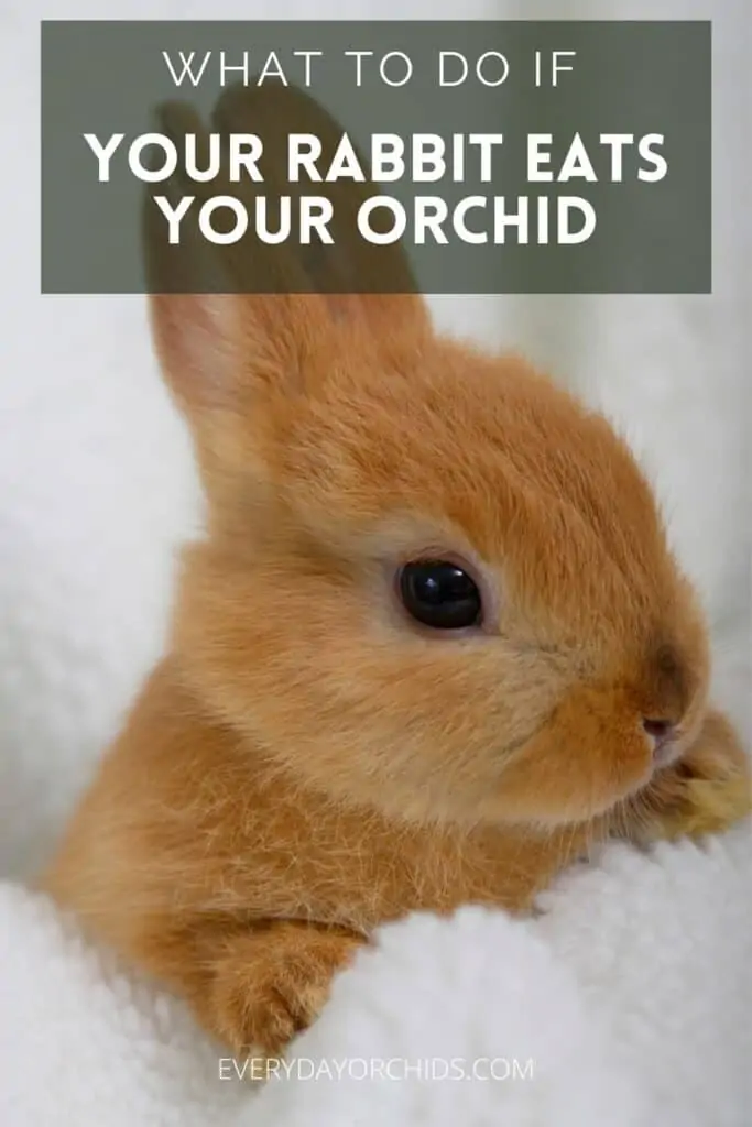 ¿Son las orquídeas venenosas para los conejos?