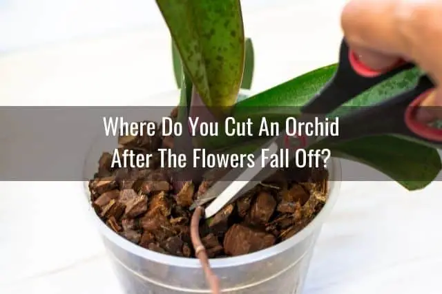 Cuidado de orquídeas después de la floración