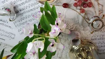 13 señales infalibles que indican que tu orquídea está sana