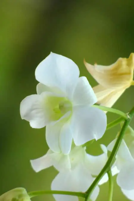 Cómo volver a florecer una orquídea Dendrobium: Den Phal y Nobile