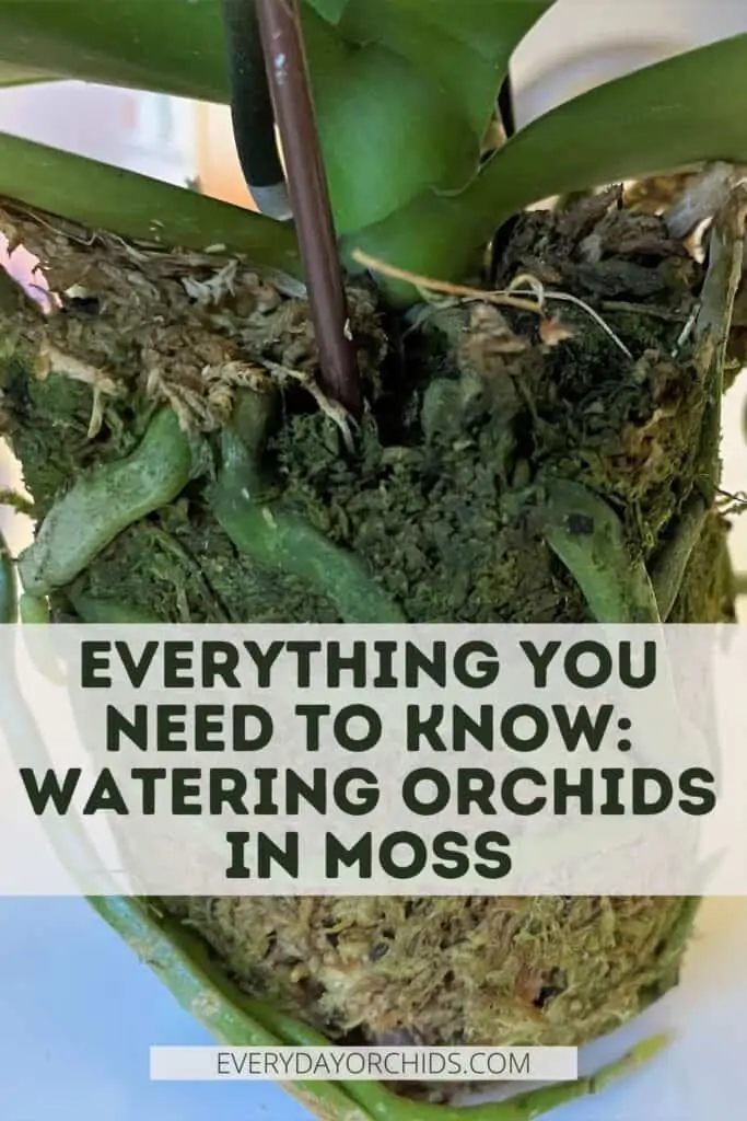 ¿Cómo se riega una orquídea en musgo?