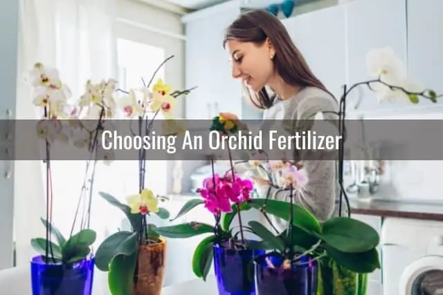 Cómo alimentar a su orquídea con un aerosol de niebla fertilizante