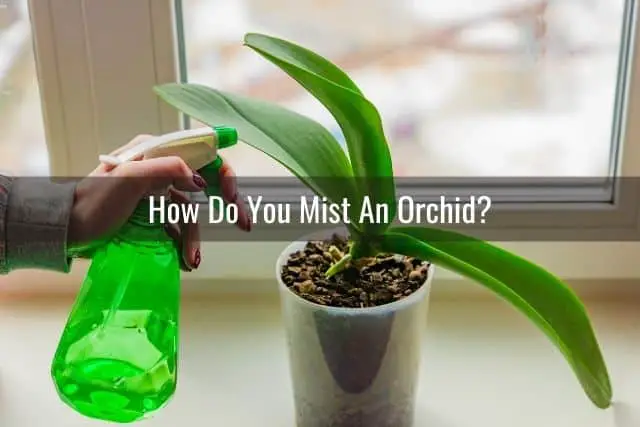 ¿Debo rociar mi orquídea?