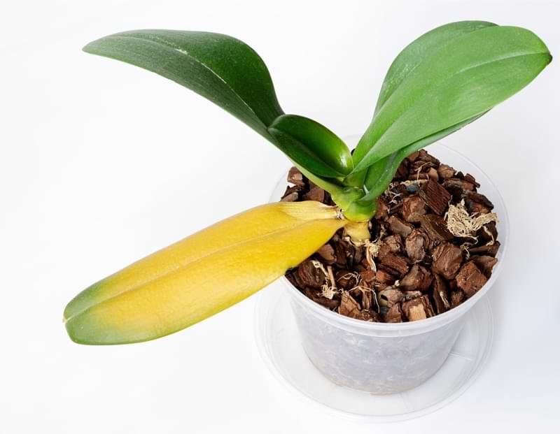 Cure las hojas de las orquídeas que se vuelven amarillas | 10 causas comunes