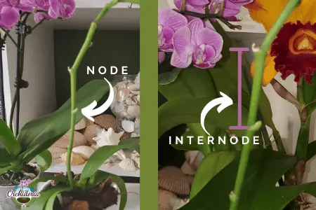 ¿Qué es un nodo orquídea? & 9 Otras preguntas sobre pinchos de flores