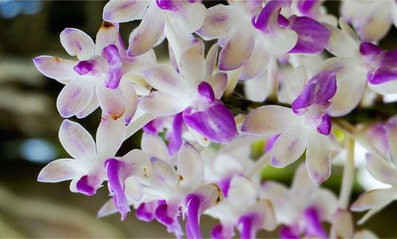 Salud de las orquídeas: 5 señales reveladoras de que su orquídea goza de excelente salud