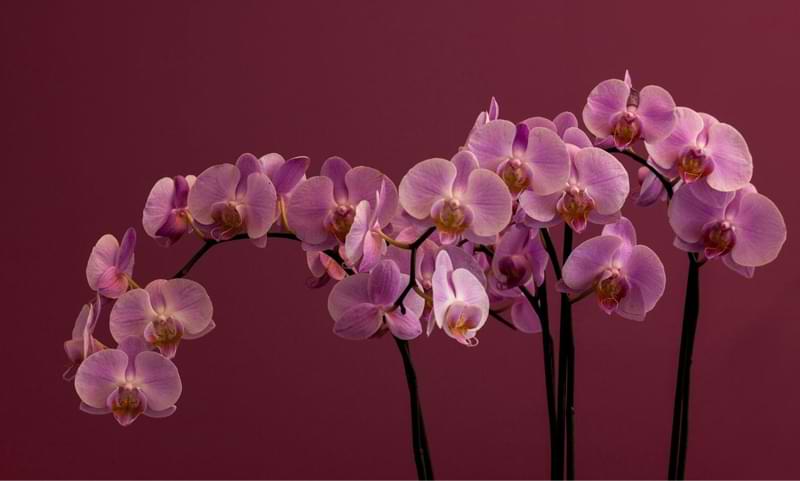 Salud de las orquídeas: 5 señales reveladoras de que su orquídea goza de excelente salud