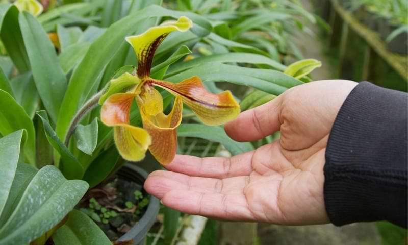 ¿Se está muriendo mi orquídea? Cómo saber si su planta está en peligro