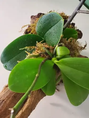 Cómo montar una mini Phalaenopsis en Driftwood