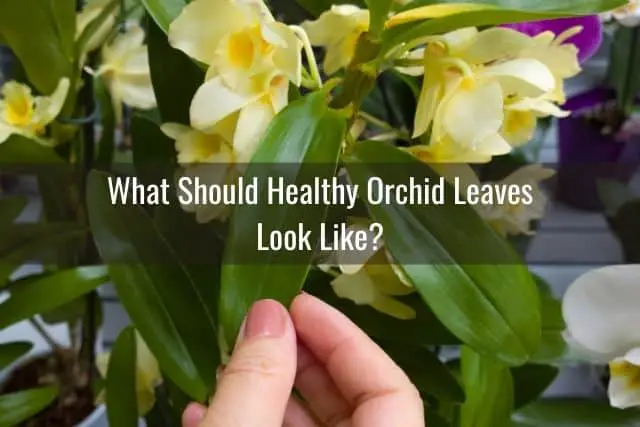 Una guía de compra de orquídeas para principiantes