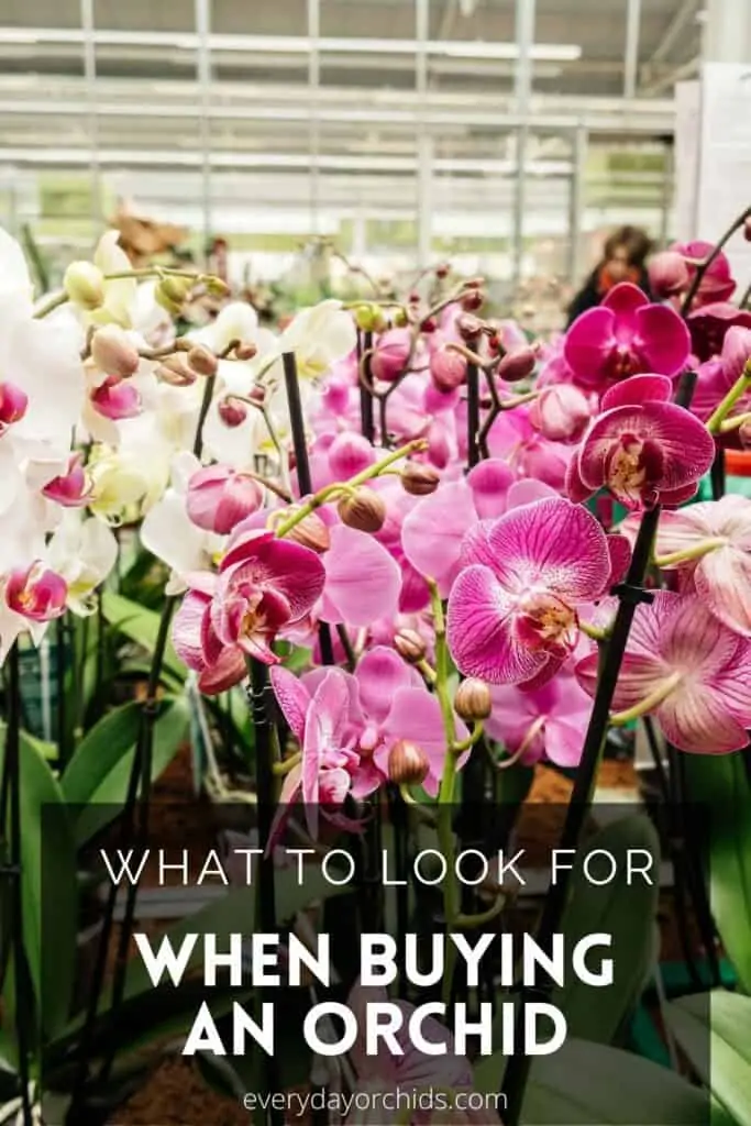 Una guía de compra de orquídeas para principiantes