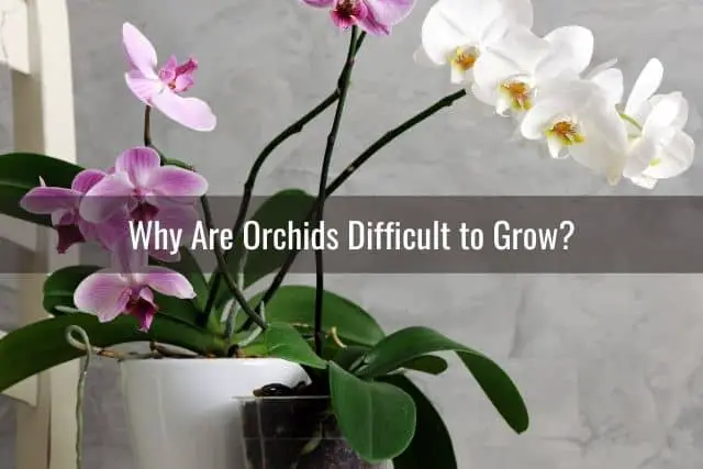 ¿Qué son las orquídeas?