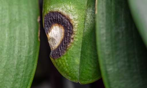 5 señales de que tu orquídea tiene daño en la raíz (y cómo solucionarlo)