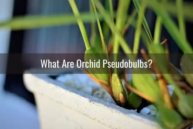 Pseudobulbos de orquídeas: su propósito y los problemas que puede encontrar