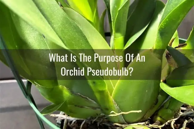 Pseudobulbos de orquídeas: su propósito y los problemas que puede encontrar