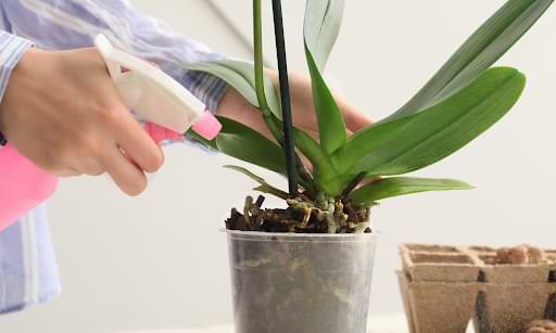 Cómo trasplantar una orquídea: una guía paso a paso de principio a fin