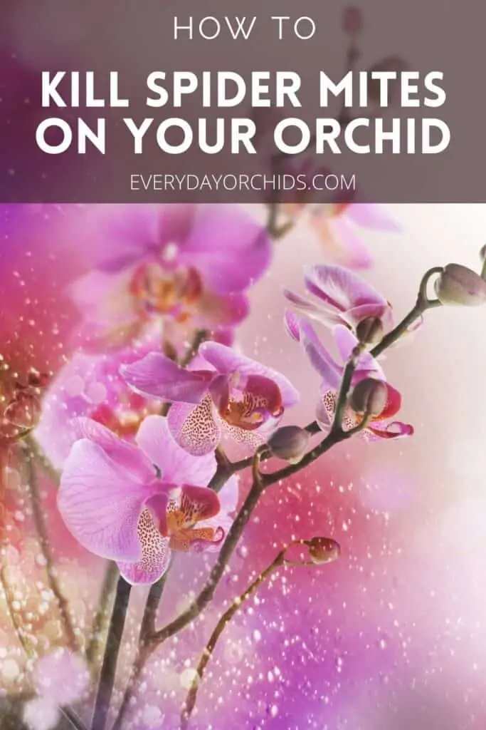 Cómo deshacerse de los ácaros araña en su orquídea