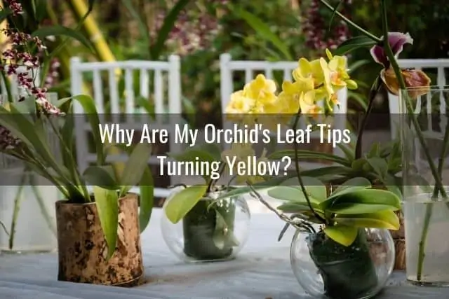Por qué las puntas de las hojas de su orquídea cambian de color: causas y soluciones