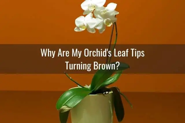 Por qué las puntas de las hojas de su orquídea cambian de color: causas y soluciones