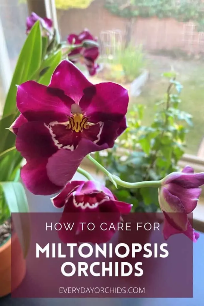 Todo sobre las orquídeas Miltoniopsis "Pansy" y su cuidado